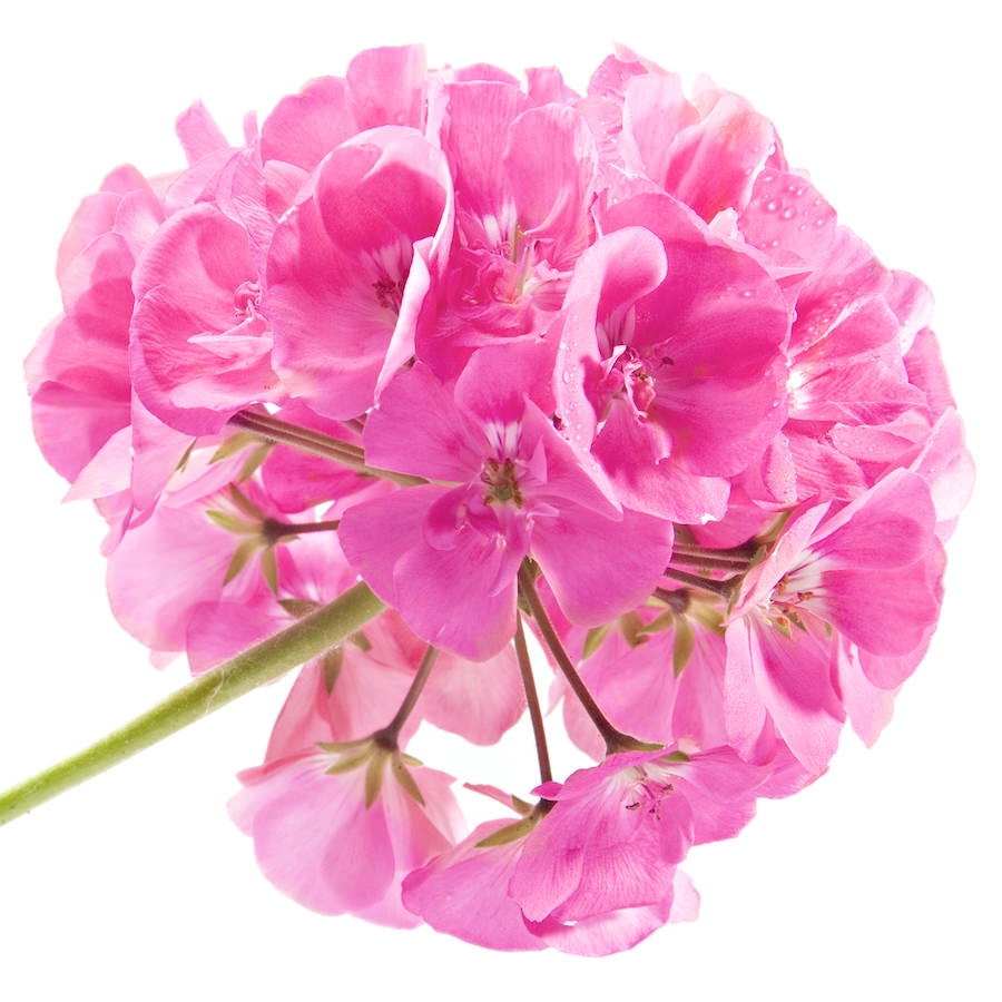 rose-geranium.jpg